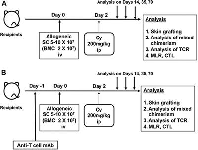 Cyclophosphamide-Induced Tolerance in Allogeneic Transplantation: From Basic Studies to Clinical Application